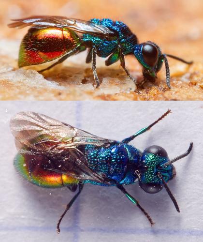 Pseudomalus auratus